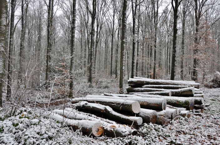 Foto gemaakt door Marisa Nefkens - Vijlen - Sneeuw vanochtend!