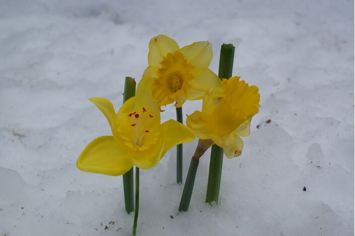 Foto gemaakt door Jessie van Neer - Beesel - De narcissen zijn klaar voor de lente