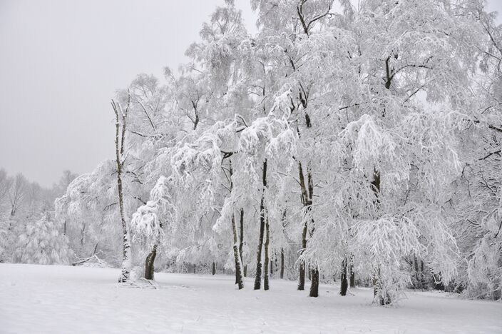 Foto gemaakt door Marina Nefkens - Voor de tweede keer deze week veranderde delen van het noordoosten van de VS in een Winter Wonderland.