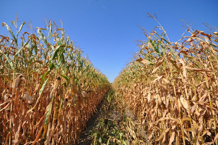 Foto gemaakt door Ben Saanen - Budel - Droog, zonnig en warm zomerweer tijdens de eerste dagen van de meteorologische herfst