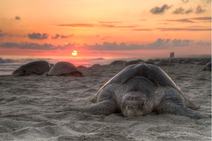 Foto gemaakt door Claudio Giovenzana - Oaxaca - Zeeschildpadden op het strand van Oaxaca in Mexico.