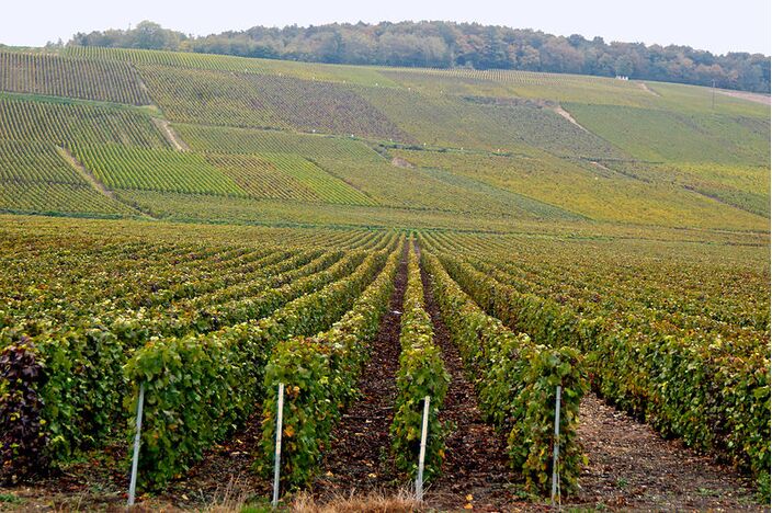 Foto gemaakt door Wikipedia - Champagne - Een wijngaard in de Champagne. 
