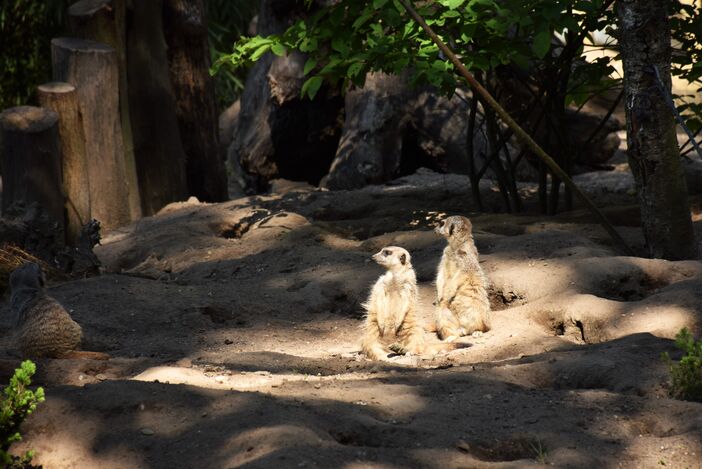 Foto gemaakt door Cynthia van Leusden - Rhenen - Deze stokstaartjes in Ouwehands Dierenpark in Rhenen weten het al: er komt een mooie zomer aan. 