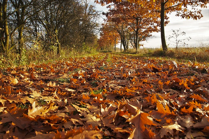 Vallende bladeren. Bron: Pixabay.com