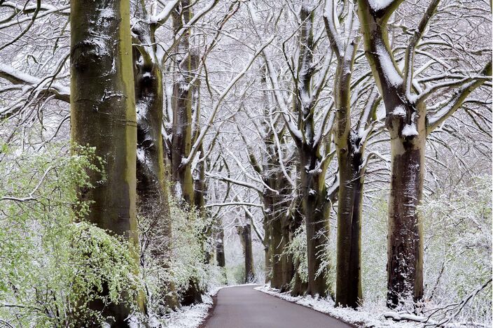 Foto gemaakt door Chris Biesheuvel  - Beesd - De natuur loopt uit, maar het weerbeeld was vandaag nog winters!