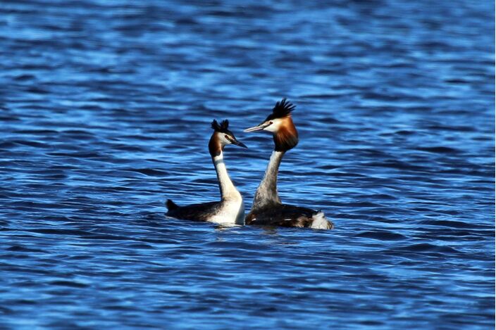 Foto gemaakt door Charles J. Sharp.  - Twee baltsende futen op het water. 