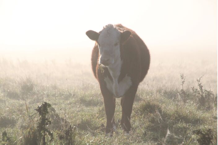 Foto gemaakt door Pascal van Timmeren - Froombosch