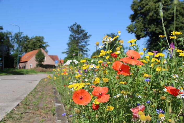 Foto gemaakt door Jolanda Pekmans - Gilze - Het ziet er deze week vaak aangenaam, zomers uit. 