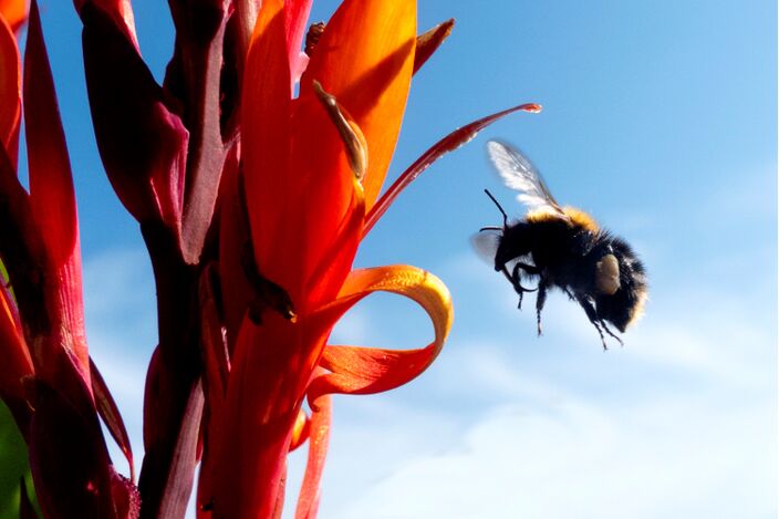 Foto gemaakt door Els Bax - Noordwijk - Bij of hommel? Je mag ze allemaal tellen komend weekend