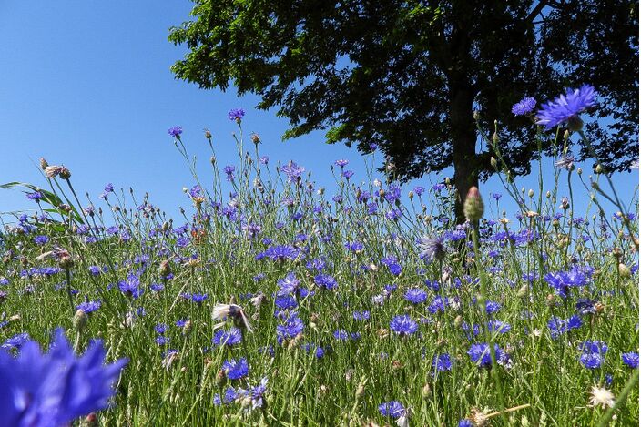 Foto gemaakt door Lida Verkade - Heesbeen - Het is al een lange tijd droog in Nederland, maar is er ook al sprake van een record? De hierover verschillen nogal. Hoe zit dat eigenlijk? We zoeken het uit.