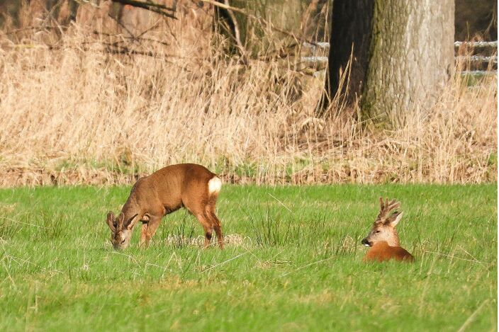 Foto gemaakt door Lida Verkade - Drunen - Lentekriebels in plaats van winterweer in deze laatste fase van het winterseizoen