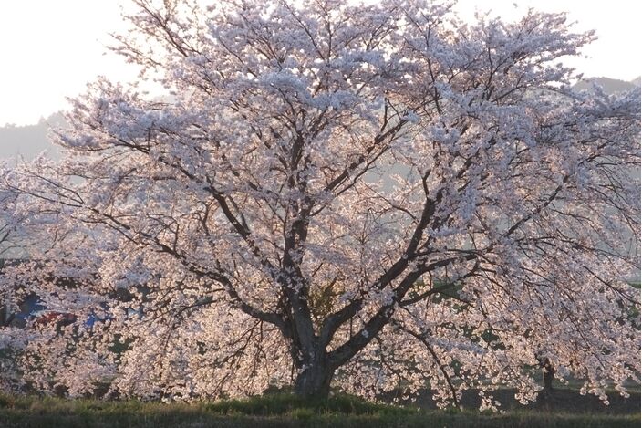 Foto gemaakt door Wikipedia - Japan - De Japanse kersenbloesem bloeit dit jaar eerder dan ooit in 1200 jaar tijd. 