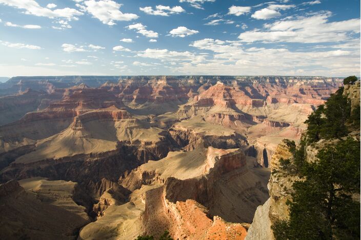 Foto gemaakt door Luca Galuzzi - Grand Canyon - Zelfs cactussen in de woestijn van Arizona, in het zuiden van de VS, kunnen de hitte in het gebied niet meer aan. Ze geven het op en storten in.