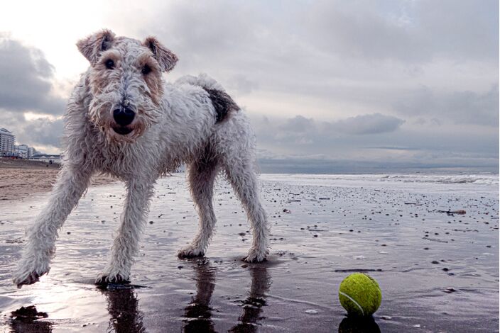 Foto gemaakt door Els Bax - Noordwijk - Helaas, met honden hebben de hondsdagen weinig te maken