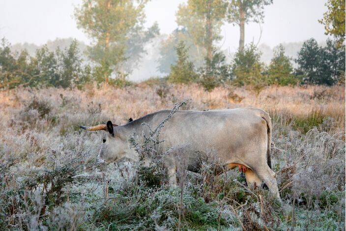 Foto gemaakt door Ben Saanen - Budel - Precies een jaar geleden kwam het tot vorst. 