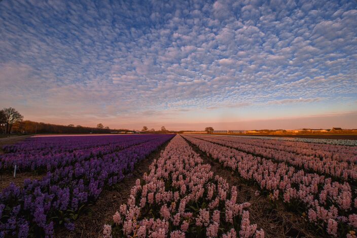 Foto gemaakt door Jaap Scholte - Noordwijkerhout - Vandaag regent het op steeds meer plaatsen, vanaf morgen rustiger. Tijdens de paasdagen laat de zon zich geregeld zien, maar blijft het niet geheel droog.