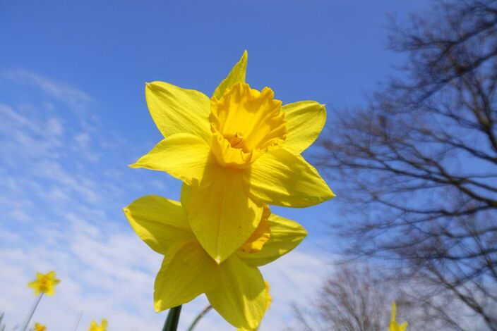 Foto gemaakt door Ben Saanen - Budel - Ook nu de astronomische lente van start is gegaan, verandert maar niets aan het zonnige en vrij warme weer van dit moment. Allerlei records kunnen vallen. 