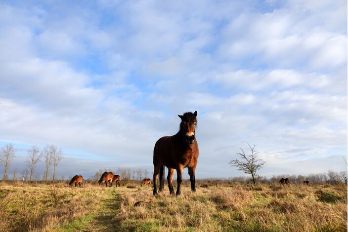 Foto gemaakt door Ben Saanen - Budel - Het lijkt rustiger weer te worden, met weinig neerslag en iets hogere temperaturen dan gemiddeld.