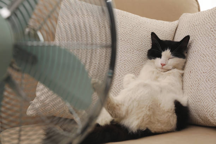 Kat bij een ventilator. Bron: istockphoto.com