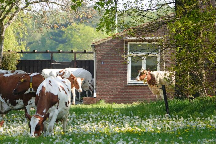 Foto gemaakt door Ben Saanen - Budel