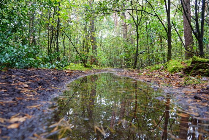 Foto gemaakt door Ben Saanen  - Budel - Voor het eerst in jaren was de natuur deze zomer weer écht prachtig fris en groen!