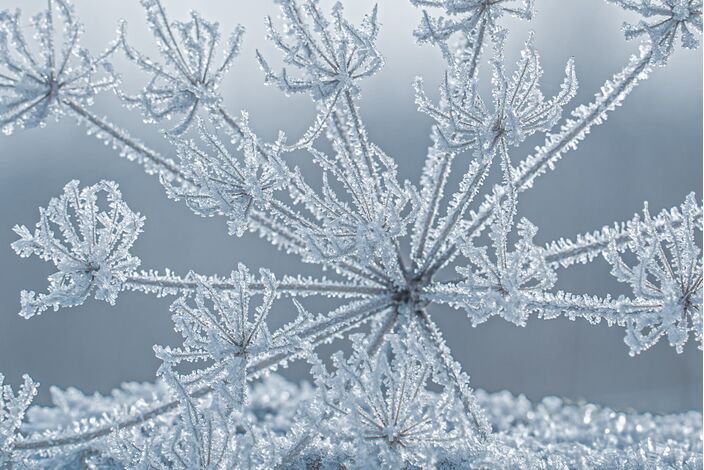 Foto gemaakt door Chris Biesheuvel - In de duinpannen heeft het vanochtend zeer streng gevroren, met op de koudste plek -17,1 graden. Aan de grond vroor het plaatselijk zelfs bijna 19 graden!