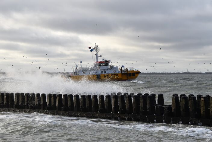 Foto gemaakt door Anne-Marie van Iersel - Vlissingen - Een winter zonder vorst, het is tegenwoordig geen uitzondering meer in Vlissingen