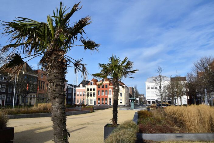 Foto gemaakt door Anne-Marie van Iersel - Vlissingen - Deze palmen hebben het afgelopen jaren goed gehad in Vlissingen. 