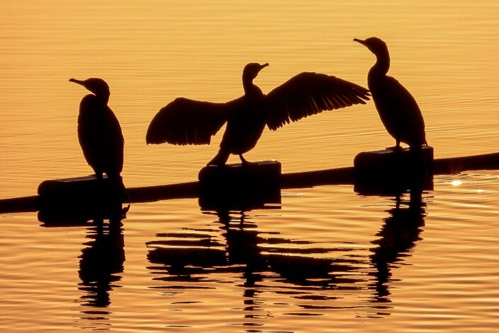 Foto gemaakt door Lida Verkade - Heesbeen - Even juichen voor de zon