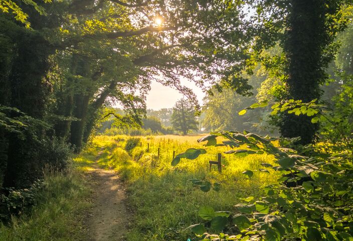 Foto gemaakt door René Wolf - Enschede - Door de combinatie van veel zon en een aantal regenbuien is het bos levendig groen Foto gemaakt door René Wolf - Enschede - Door de combinatie van veel zon en een aantal regenbuien is het bos levendig groen