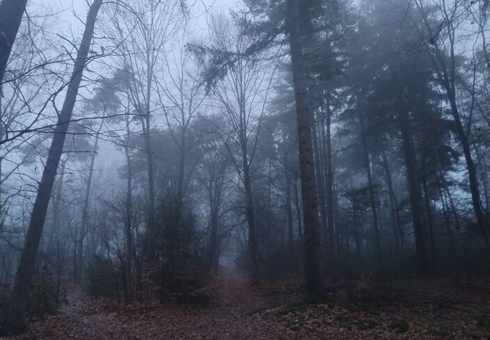 Foto gemaakt door Ellen van Balderen - Rozendaal - Mistige winterochtend in het bos. Later op de dag werd het pas helder. 