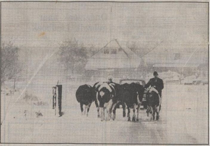 Foto gemaakt door dagblad Trouw - omgeving Amsterdam - Een boer brengt zijn koeien naar de stal tijdens hevige sneeuwval. 