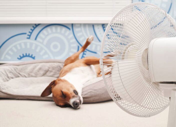 Foto gemaakt door iStock - Hond heeft het ook warm