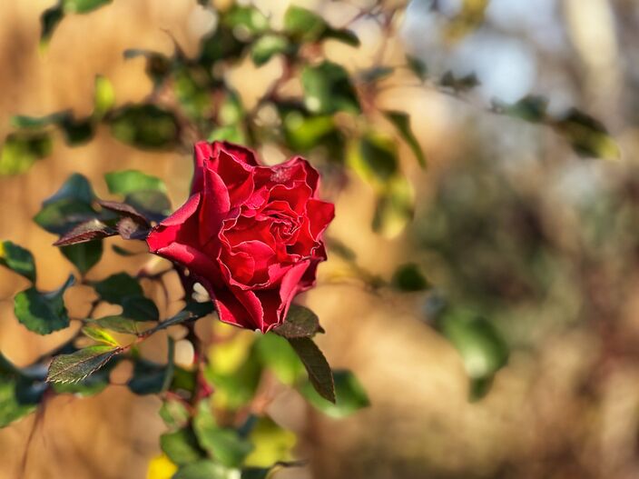 Foto gemaakt door Peter van Beest - Boskoop - Rozen blijven bloeien met het tot nu toe zachte decemberweer.