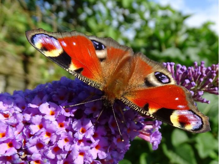 Foto gemaakt door Dilia van Zon - Schoonhoven - Een dagpauwoog geniet van de vlinderstruik