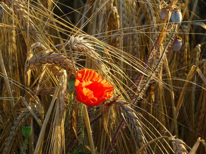 Foto gemaakt door Marjan den Boer - Voerendaal - Grote Azorenhogedrukgebieden komen steeds vaker voor en zijn er de oorzaak van dat Spanje en Portugal vaak droogte hebben. Bij ons houden ze de winter tegen. 