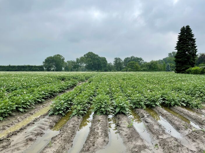 Foto gemaakt door Erica van Leeuwen - de Bruijn - Kloetinge - Het land rond Kloetinge in Zeeland kan de grote regenhoeveelheden van de laatste tijd bijna niet meer aan. 