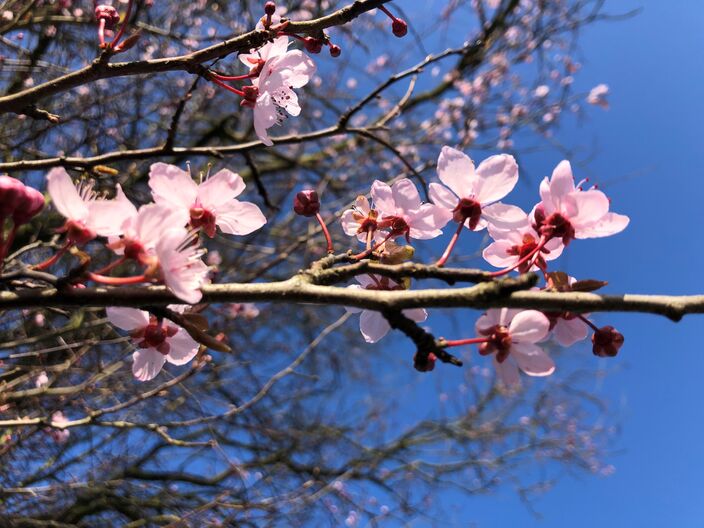 Foto gemaakt door Jolanda Bakker - Zuidplas - Aan blauwe luchten geen gebrek tijdens het begin van de meteorologische lente. 