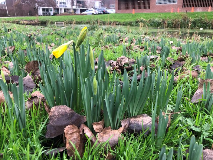 Foto gemaakt door Jolanda Bakker - Zevenhuizen - In Zevenhuizen komen de narcissen vóór de Kerst al de grond uit, bijna 3 maanden te vroeg. Vroeger zagen we in de winter ijsbloemen, tegenwoordig voorjaarsbloemen.