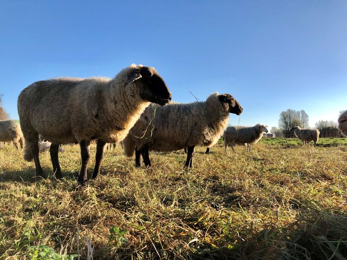 Foto gemaakt door Jolanda Bakker - Zevenhuizen