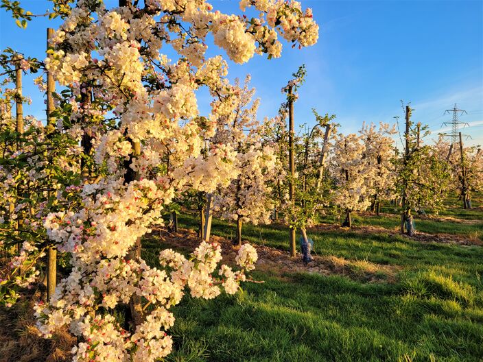 Foto gemaakt door Marjan den Boer - Schimmert - Met de lente halverwege werpt de zomer zijn eerste schaduwen vooruit. Zien wel al iets van een trend? We werpen een eerste blik vooruit. 