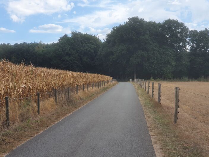 Foto gemaakt door Reinout van den Born - Garderen - Op veel plaatsen zag het er dor en droog uit begin september. Deze beelden zagen we in 2018 ook al op grote schaal.