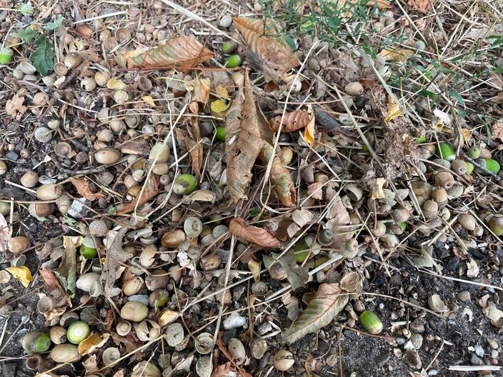 Foto gemaakt door Jessie van Neer - Beesel - Het lijkt op sommige plekken wel herfst...