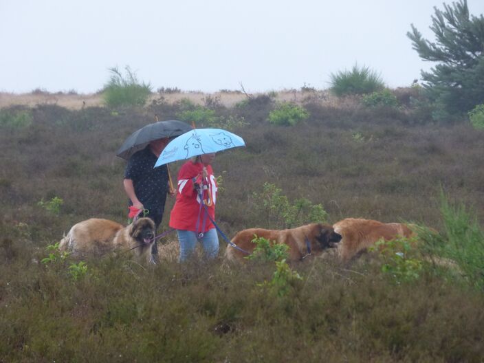 Foto gemaakt door Chris Meewis  - Hilversum
