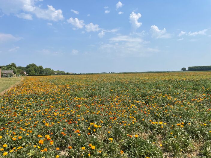 Foto gemaakt door Jessie van Neer - Beesel - Komende dagen is het prachtig vakantieweer. Maar de natuur heeft liever een flinke slok regenwater. 