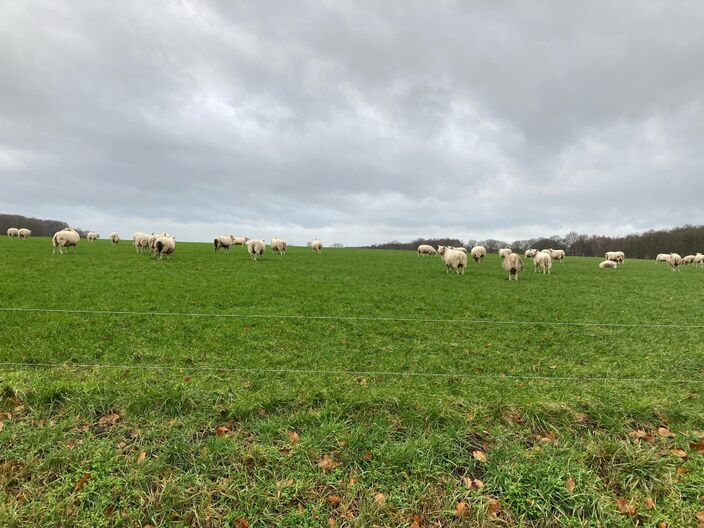 Foto gemaakt door Detlev Lassche - Ootmarsum - Nederland bevindt zich de komende dagen in het grensgebied van wat koudere lucht in het noorden en zachtere in het zuiden. Het regent af en toe en het is zacht.