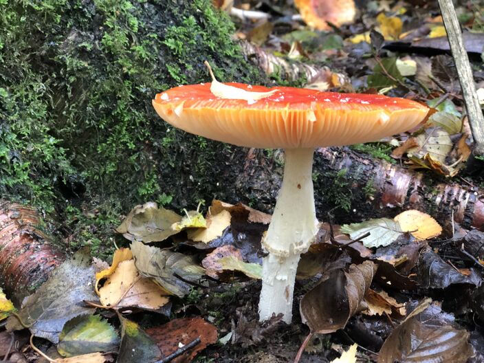 Foto gemaakt door Jolanda Bakker - Zevenhuizen - Het blijft voorlopig ongewoon warm in Nederland en de eerste dagen schijnt de zon geregeld. Vanaf donderdag mengen regen- en onweersbuien zich in het spel. 