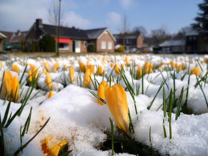 Foto gemaakt door Willy Bonnink - Winterswijk - Wordt het iets, of wordt het niets? De sneeuwverwachting is nog steeds spannend.