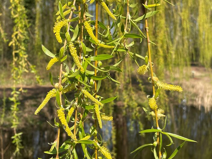 Foto gemaakt door Jessie van Neer - Beesel - De Treurwilg krijgt ook al fris groen blad. 