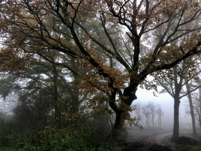 Foto gemaakt door Jolanda Bakker - Zevenhuizen - De fase met koud decemberweer, die zich al een tijdje aankondigt, komt ook op de weerkaarten steeds duidelijker tot uiting. Maar wordt het ook echt winter? 